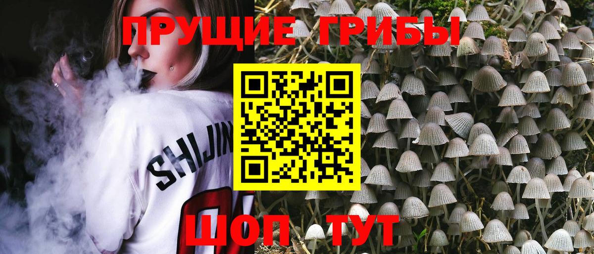 Мурино  Галлюциногенные грибы GOLDEN TEACHER  Вход с VPN  Псилоцибиновые грибы Psilocybe 